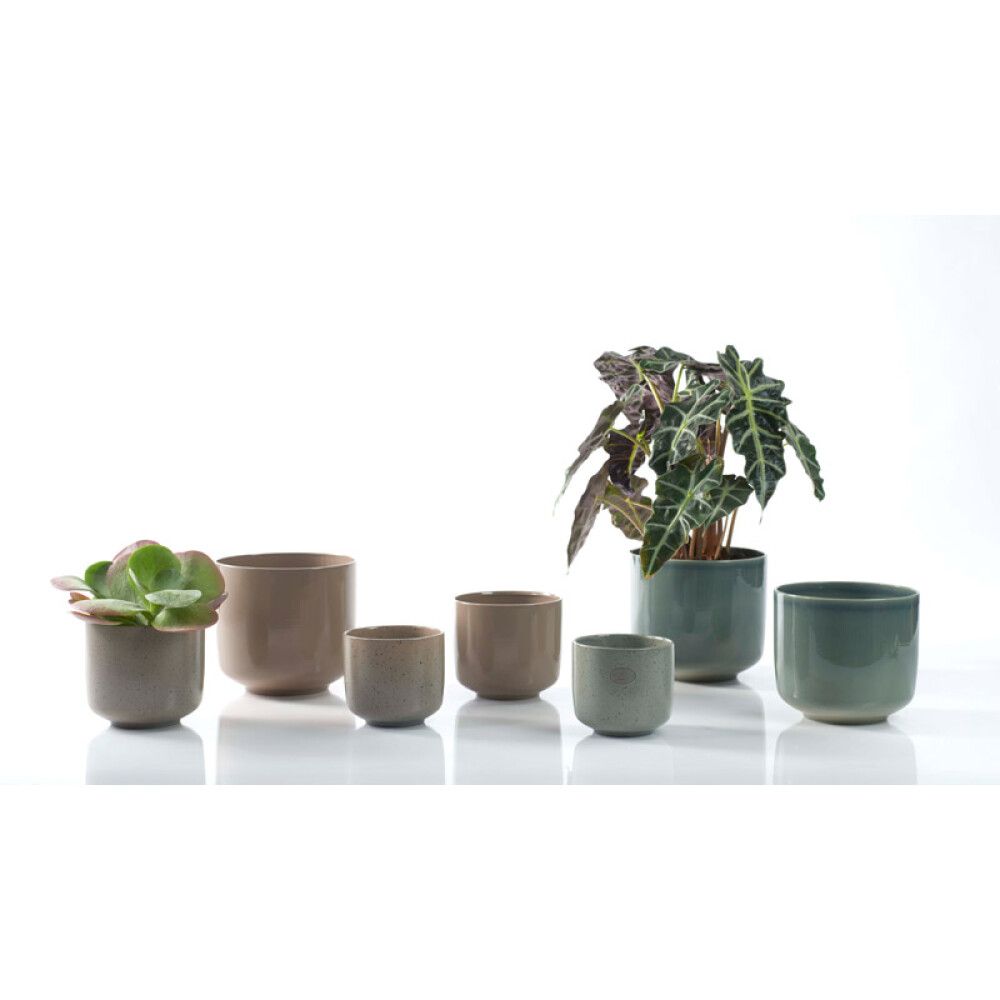 Suojaruukku Bari vihreänharmaa 19 cm