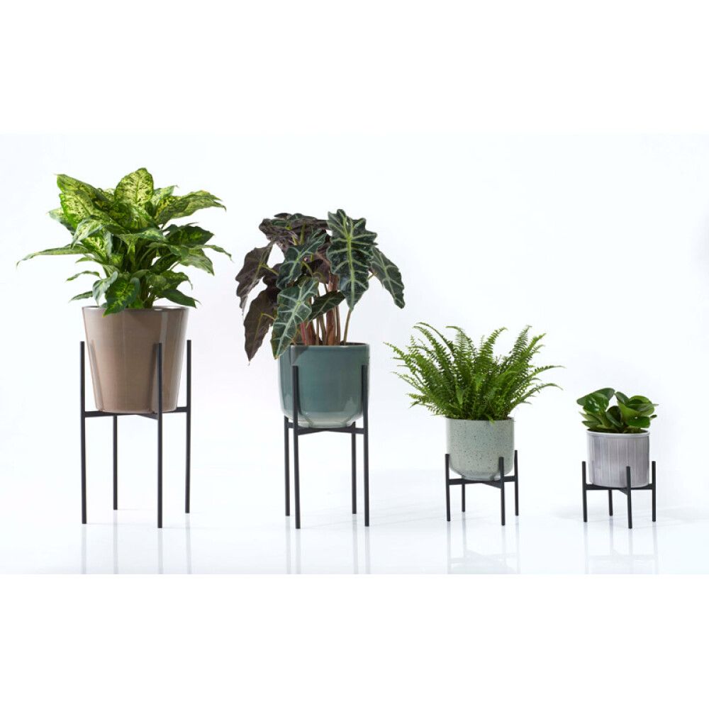 Suojaruukku Bari vihreänharmaa 19 cm