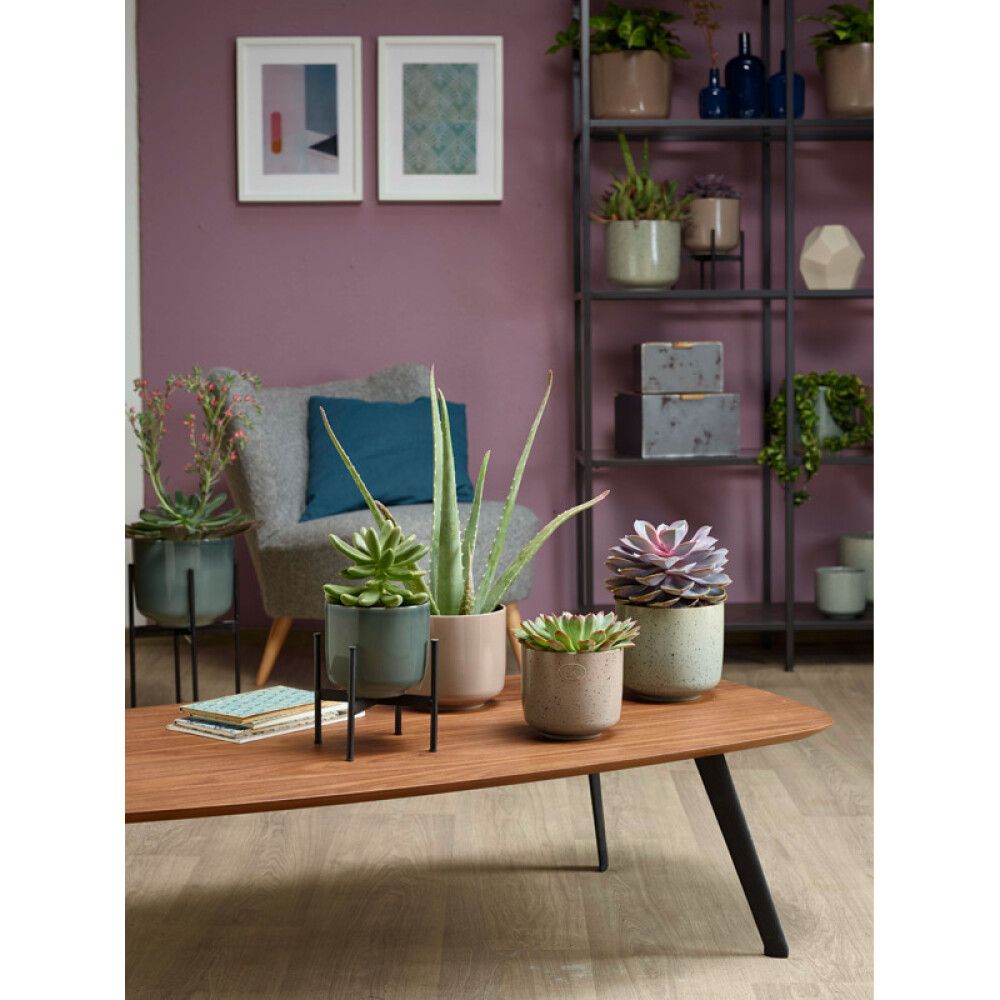 Suojaruukku Bari vihreänharmaa 19 cm