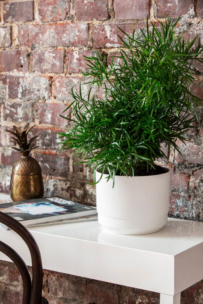 Kestokasteluruukku Orthex Pauliina valkoinen 14 cm