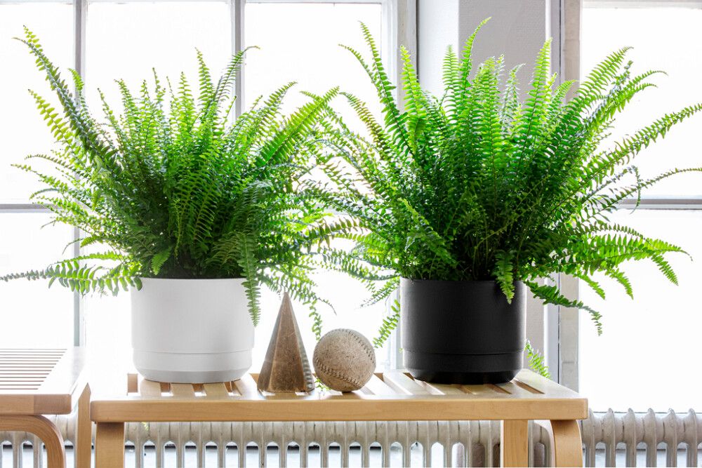 Kestokasteluruukku Orthex Pauliina musta 17 cm