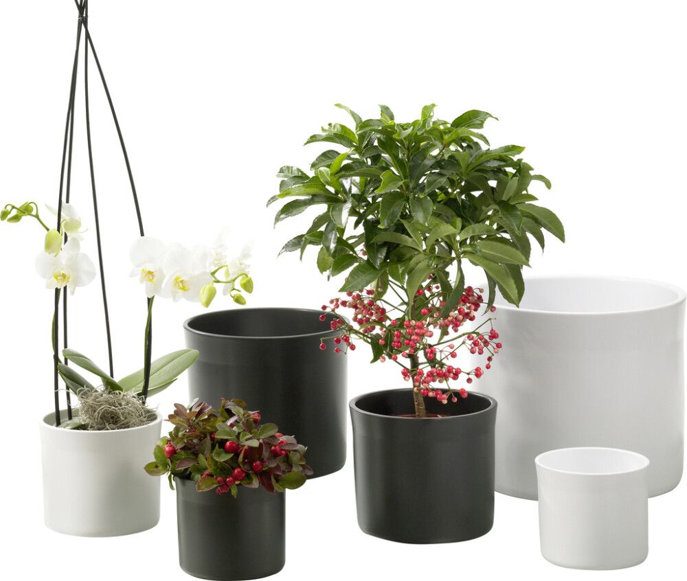 Suojaruukku Miami matta antrasiitti 13 cm