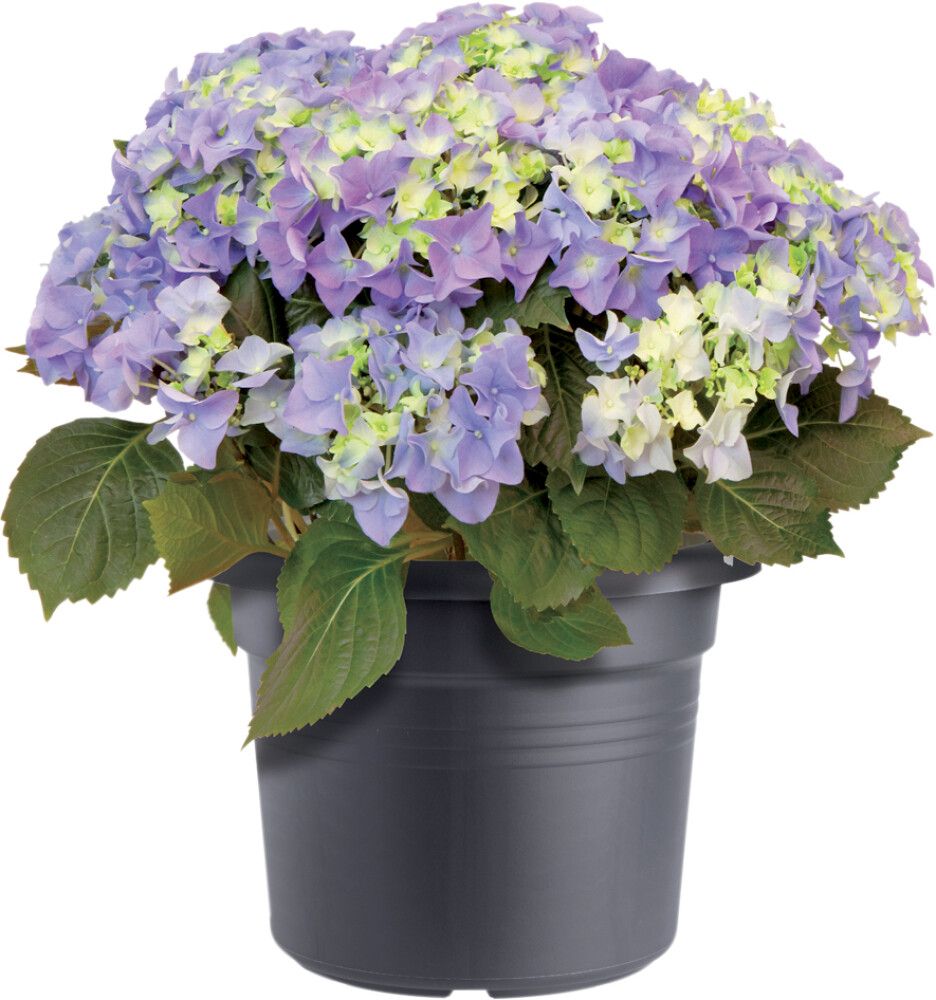 Ulkoruukku Elho Green Basics 55 cm