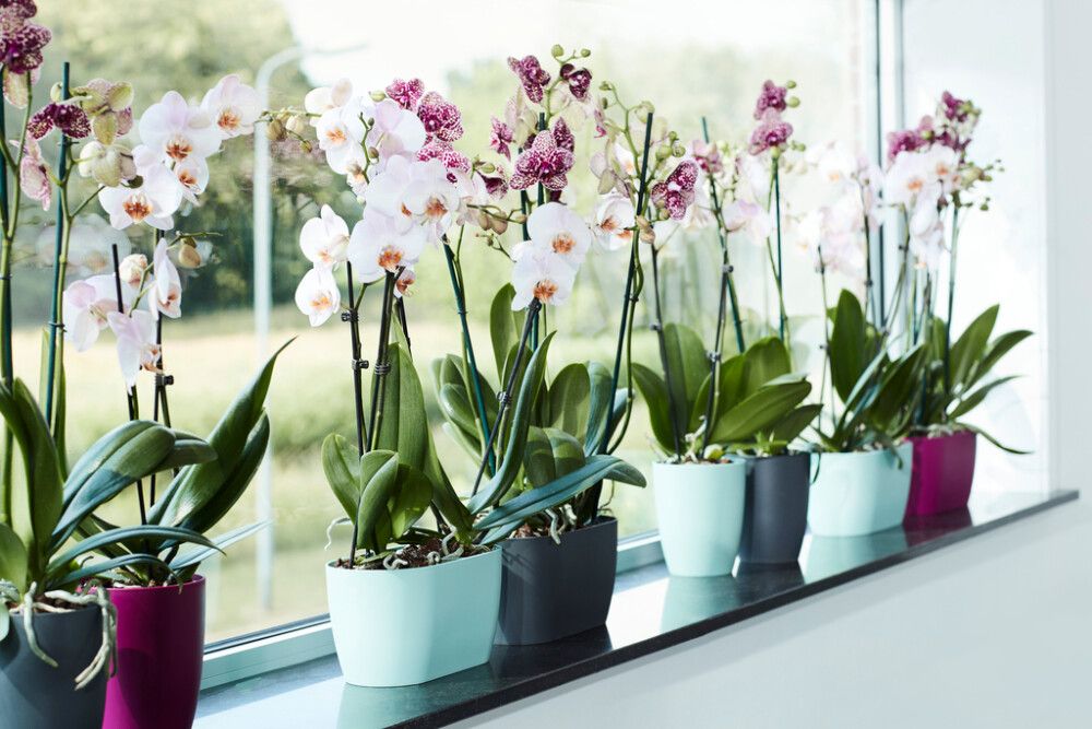 Orkidearuukku Elho Brussels Duo 25 cm valkoinen