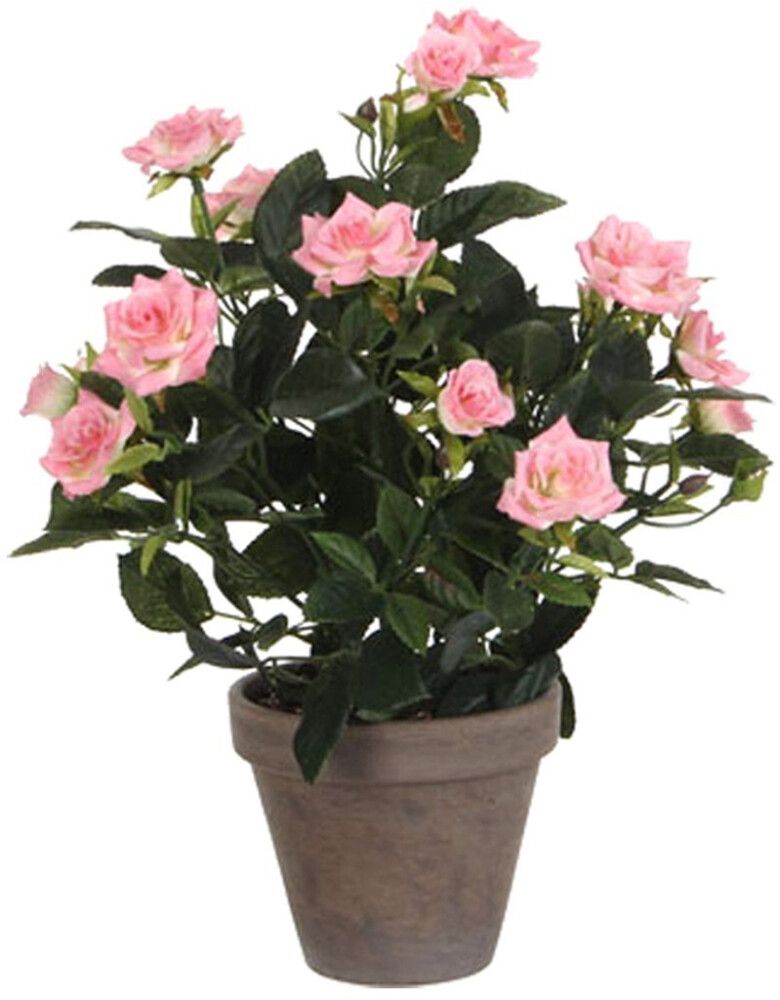 Silkkikasvi ruukkuruusu vaaleanpunainen