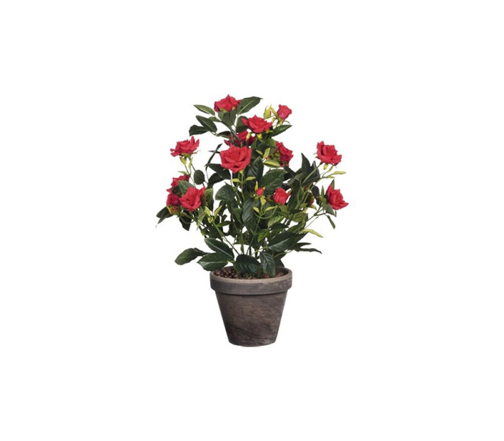 Silkkikasvi ruukkuruusu punainen