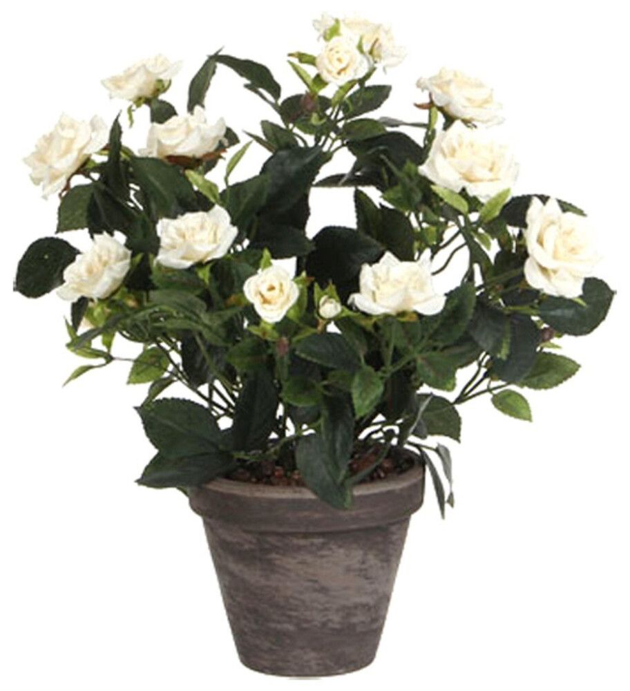 Silkkikasvi ruukkuruusu valkoinen