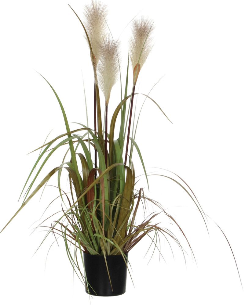 Silkkikasvi Heinä 81 cm