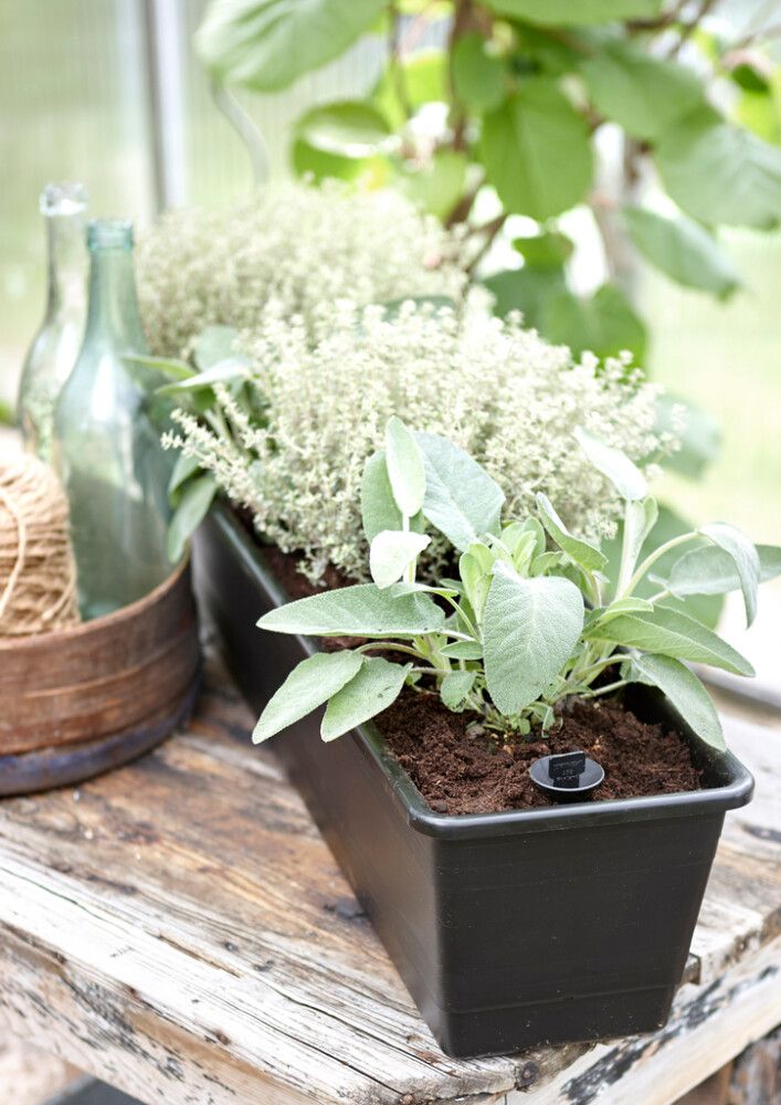 Parvekelaatikko Orthex altakasteleva musta 55 cm