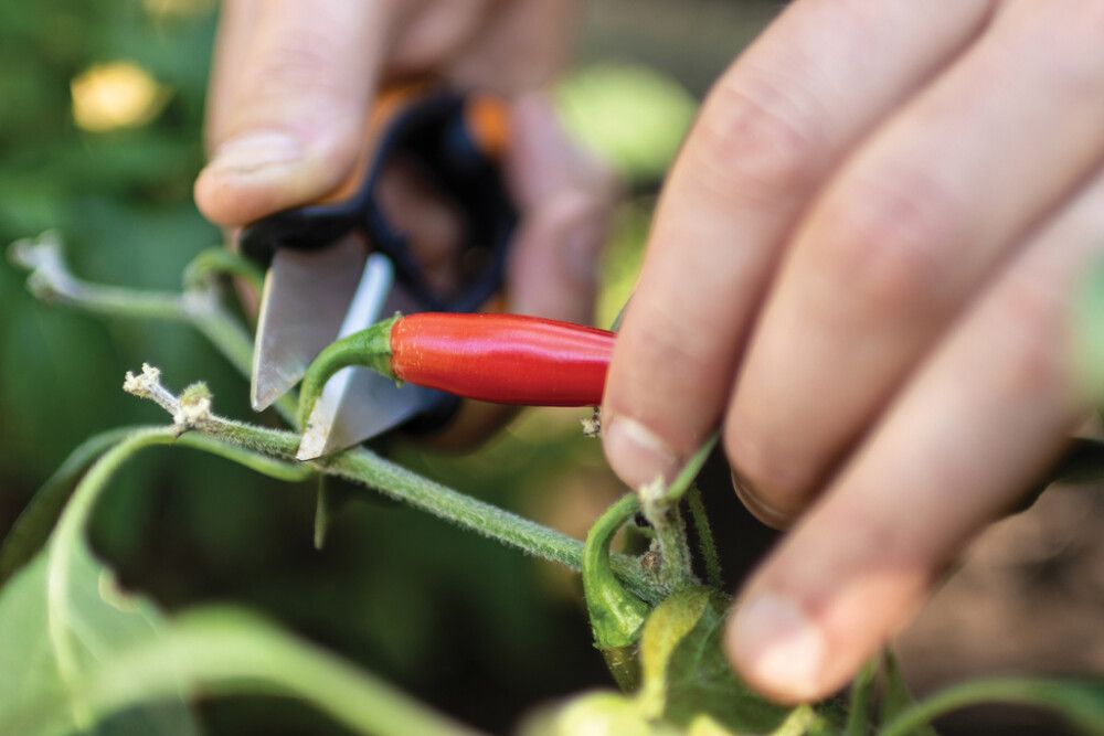 YRTTISAKSET FISKARS SOLID SP220