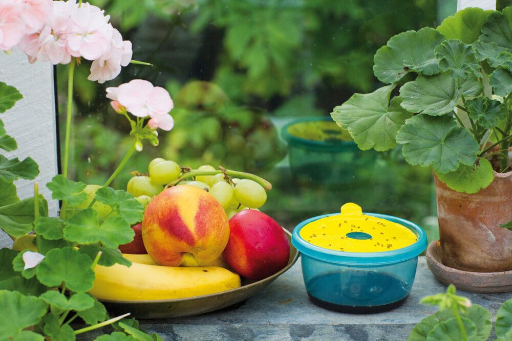 Kärpäsansa banaanikärpäsille