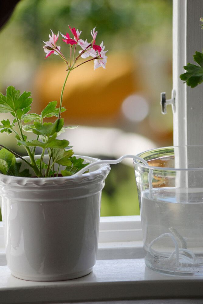 Lomakastelija Nelson Garden 5 kpl