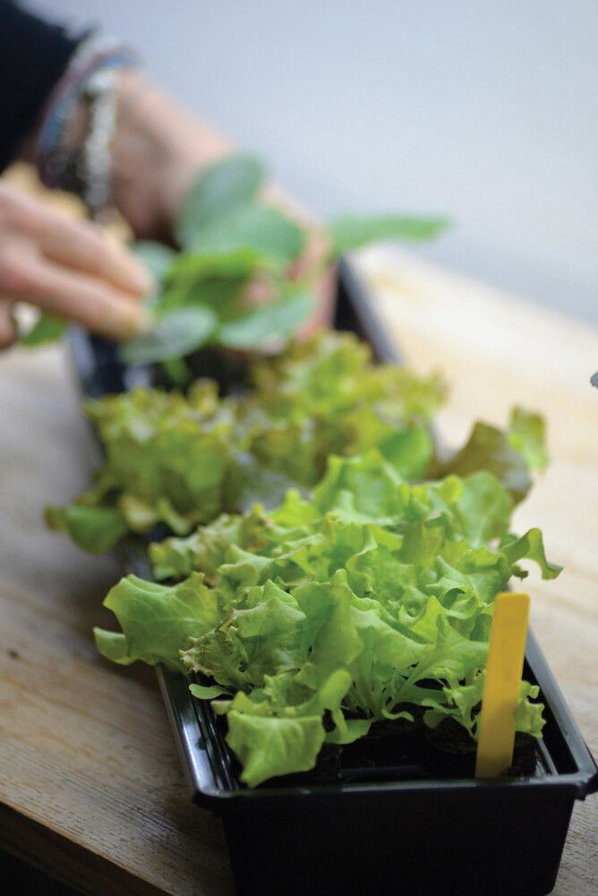 Pienoiskasvihuone Solid 14 x 68 x 6 cm kennostolla