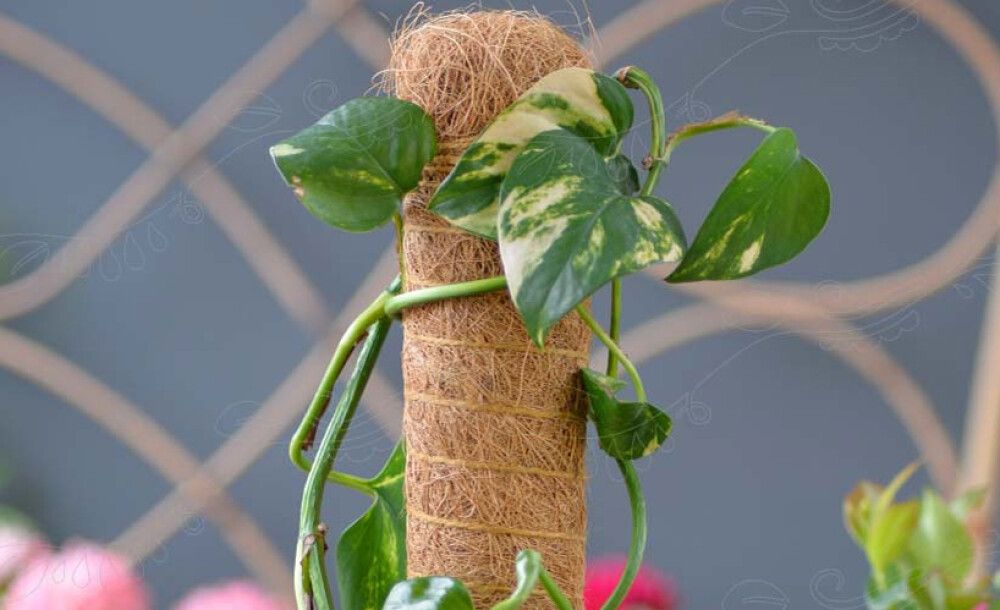 Kookostukikeppi 70 cm