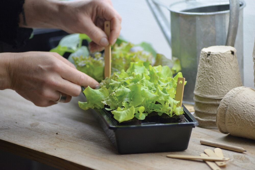 Pienoiskasvihuone Solid 14 x 68 x 6 cm