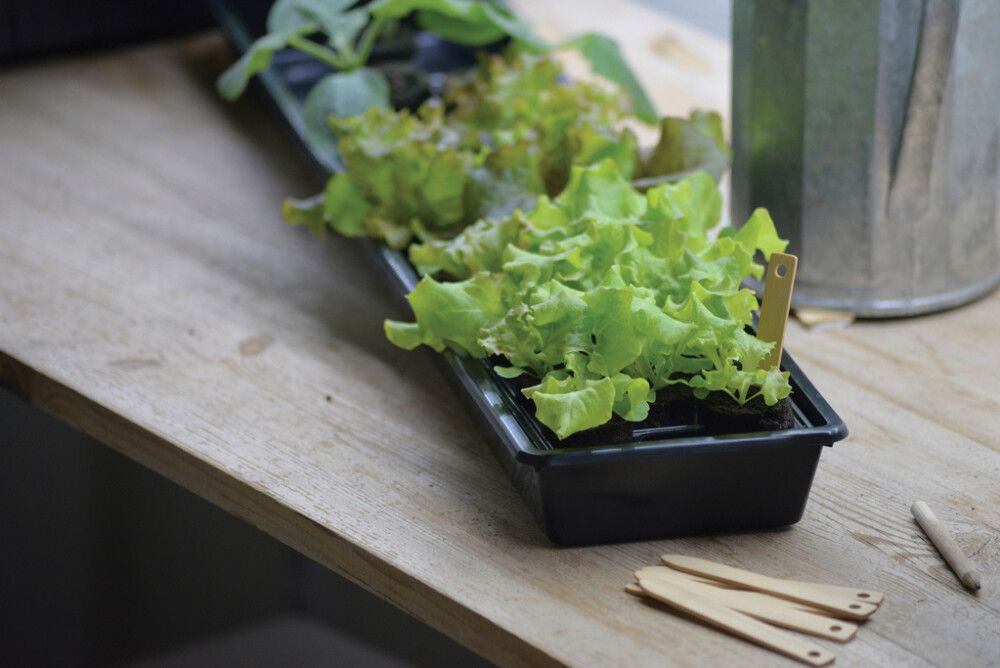 Pienoiskasvihuone Solid 14 x 68 x 6 cm