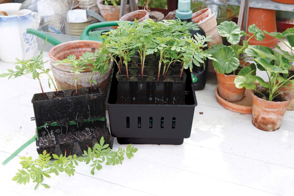 Minikasvihuone Rootmaster 19,5 x 29 x 21 cm