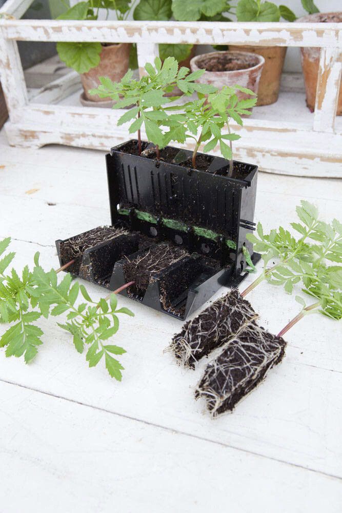 Minikasvihuone Rootmaster 19,5 x 29 x 21 cm