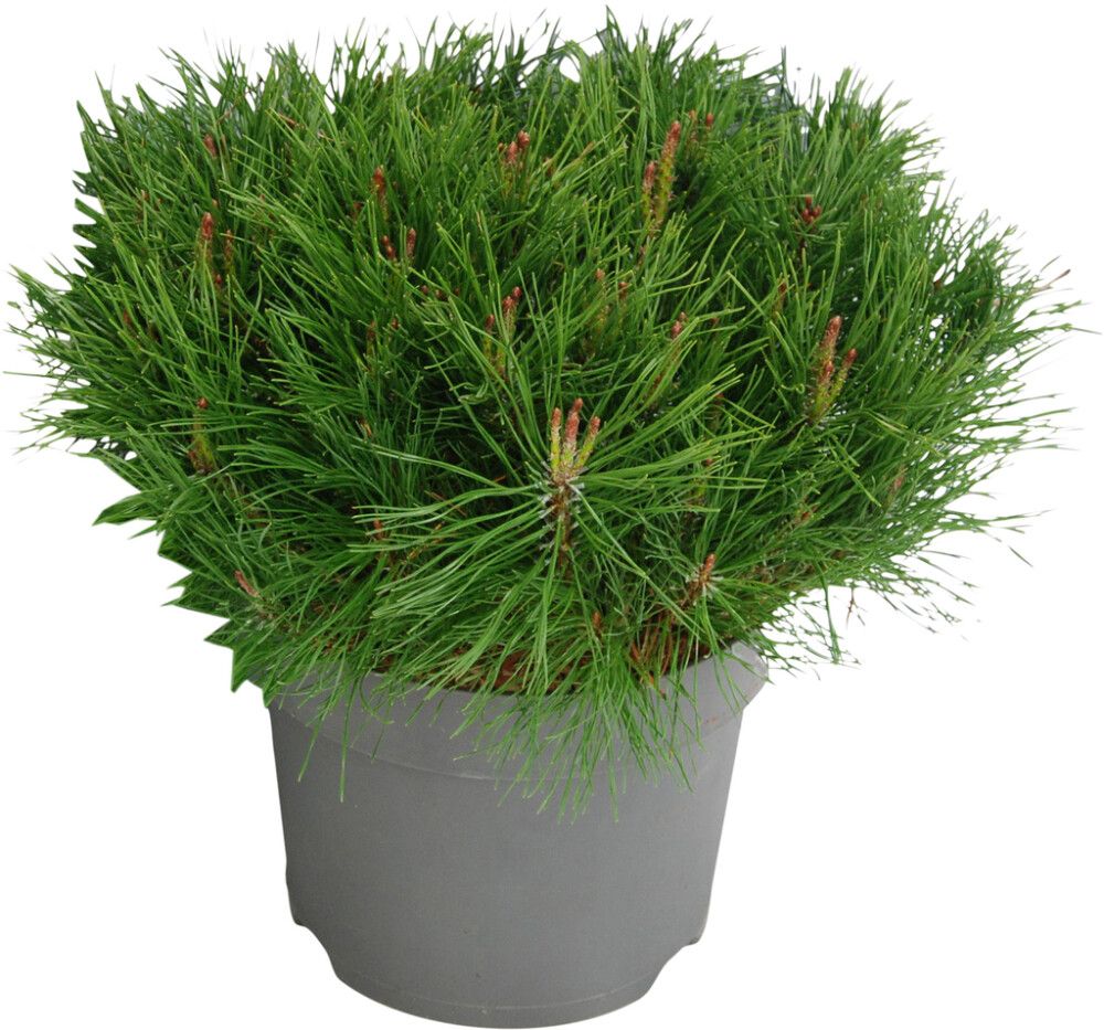 Vuorimänty Pinus Mugo Mughus P17