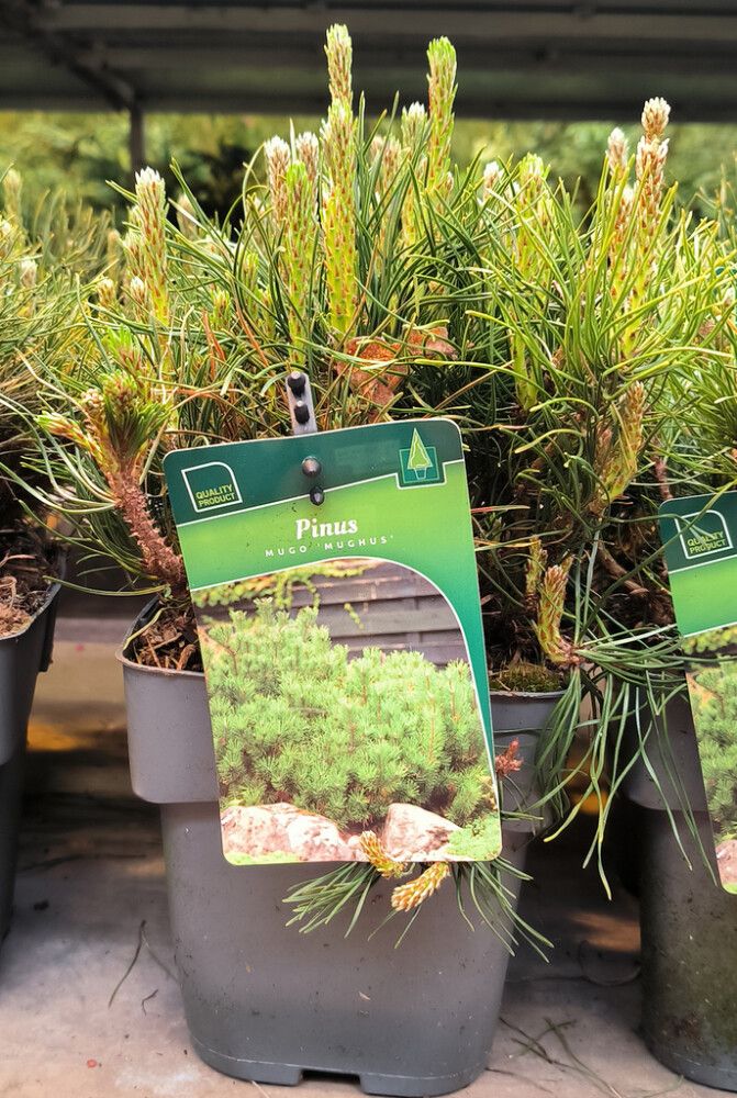 Vuorimänty Pinus Mugo Mughus P17