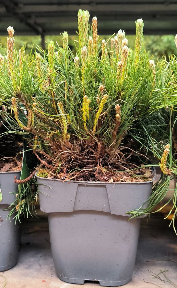 Vuorimänty Pinus Mugo Mughus P17