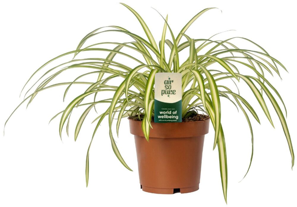 Rönsylilja Chlorophytum Variegata P12