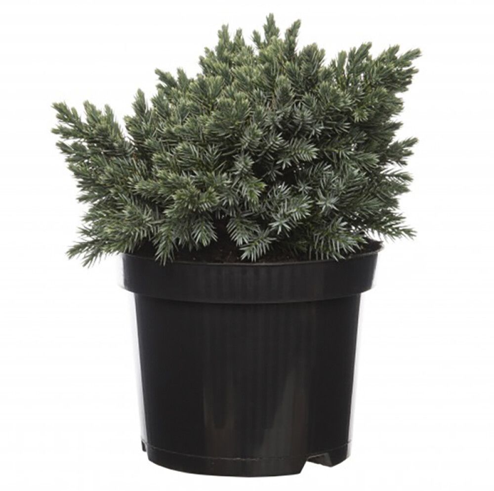 Kääpiösinikataja Juniperus Squamata Blue Star P17
