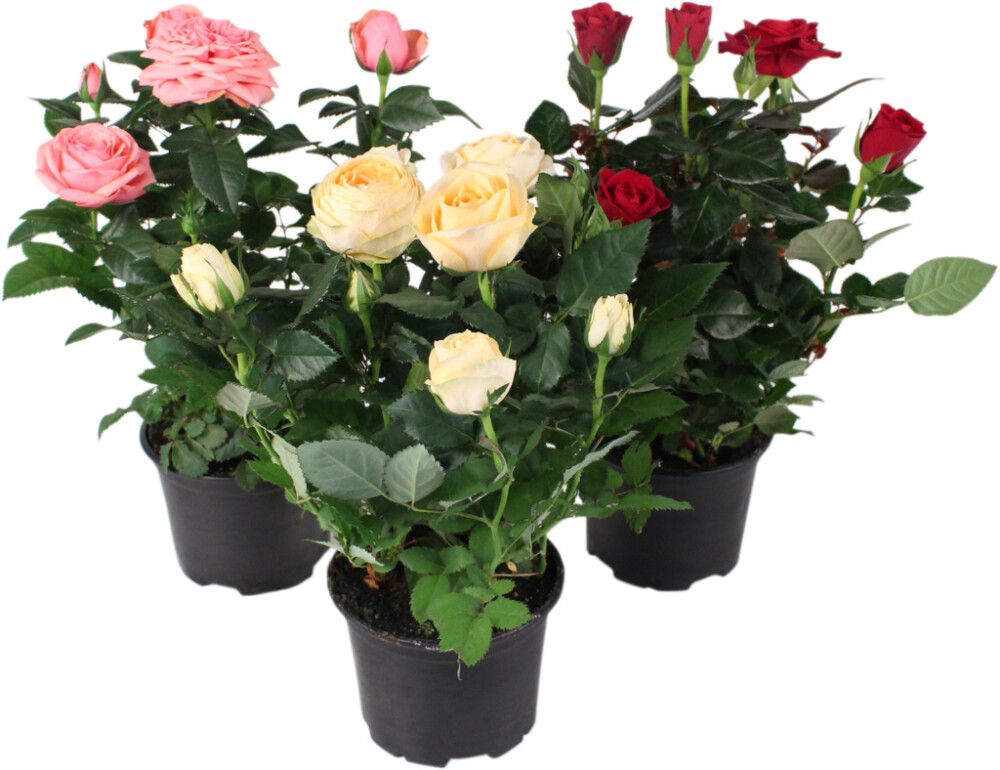 Ruukkuruusu Rosa Danica Grande Mix P10,5