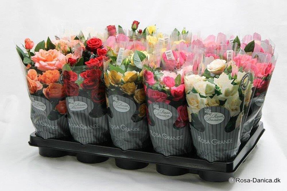 Ruukkuruusu Rosa Danica Grande Mix P10,5