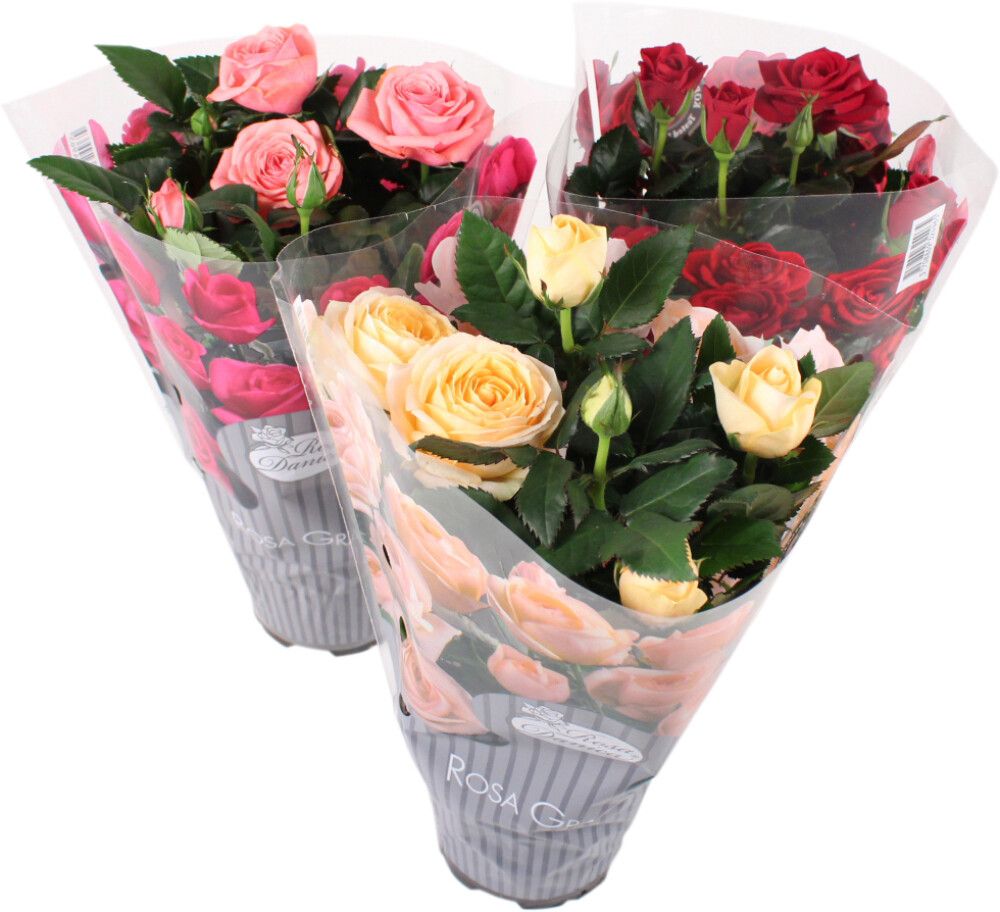 Ruukkuruusu Rosa Danica Grande Mix P10,5