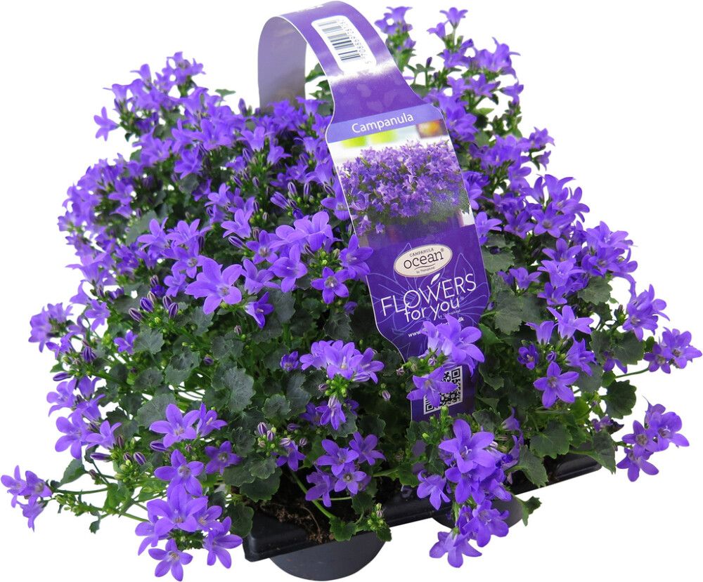 Muurikello Campanula 6 kpl