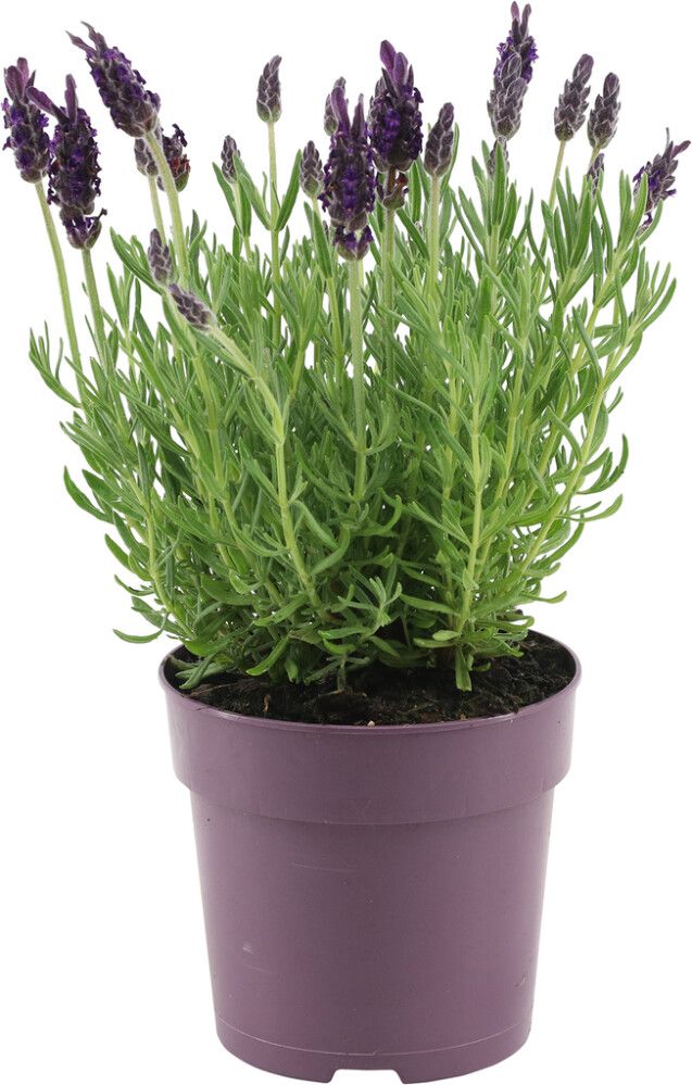 Tupsulaventeli Lavandula Stoechas Anouk P12