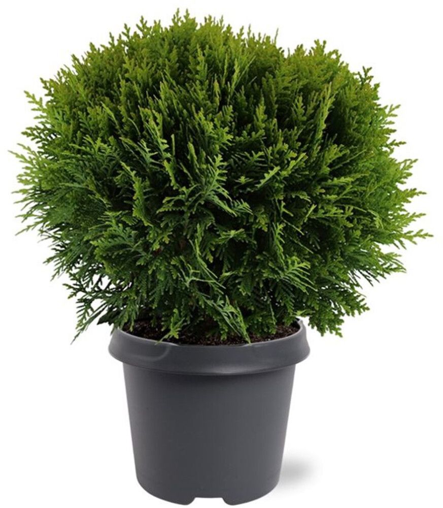 Pallotuija Thuja Occidentalis Danica P17