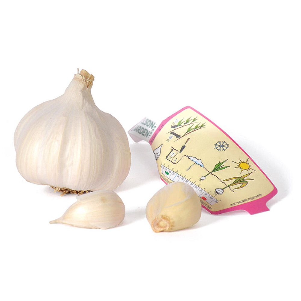 Talvivalkosipuli Nelson Garden Aulxito