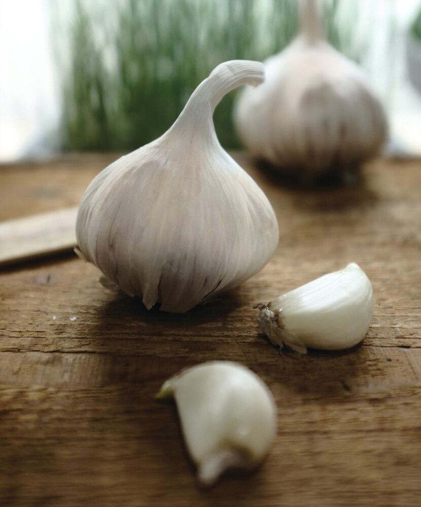 Talvivalkosipuli Nelson Garden Aulxito