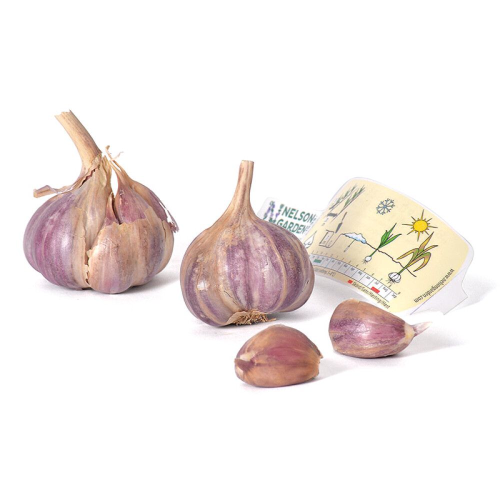 Talvivalkosipuli Nelson Garden Topaz