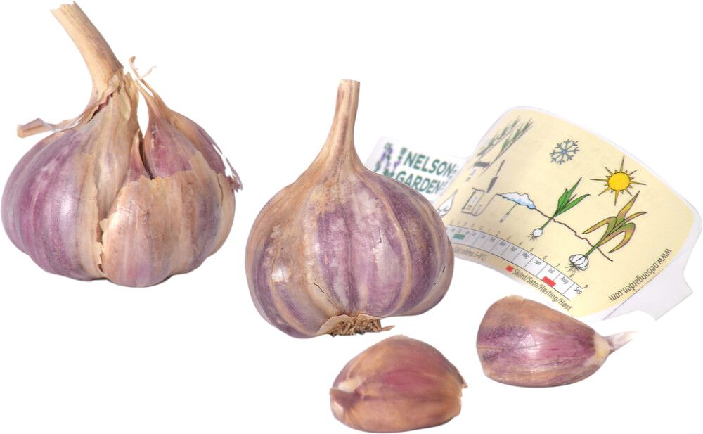 Talvivalkosipuli Nelson Garden Topaz