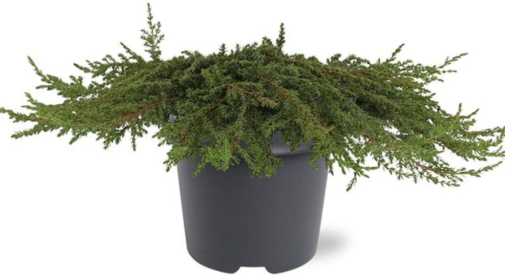 Kääpiökataja Juniperus Communis Green Carpet P17