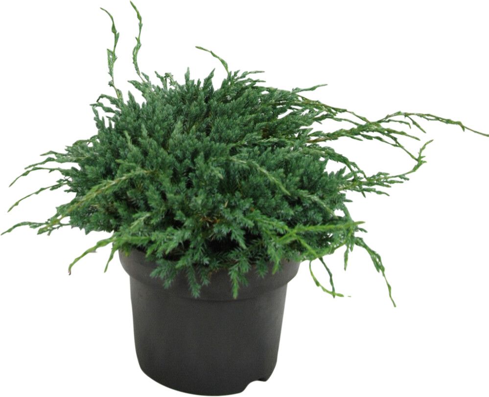 Sinikataja Juniperus Squamata Bluecarpet P17