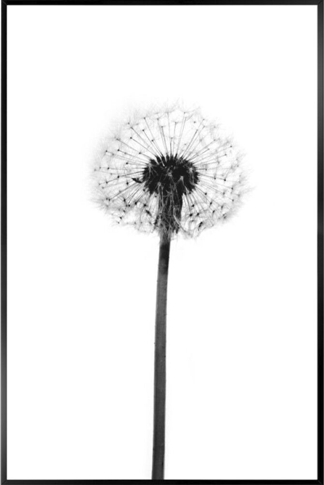 Sisustustaulu Reinders Dandelion Grey 20 x 30 cm