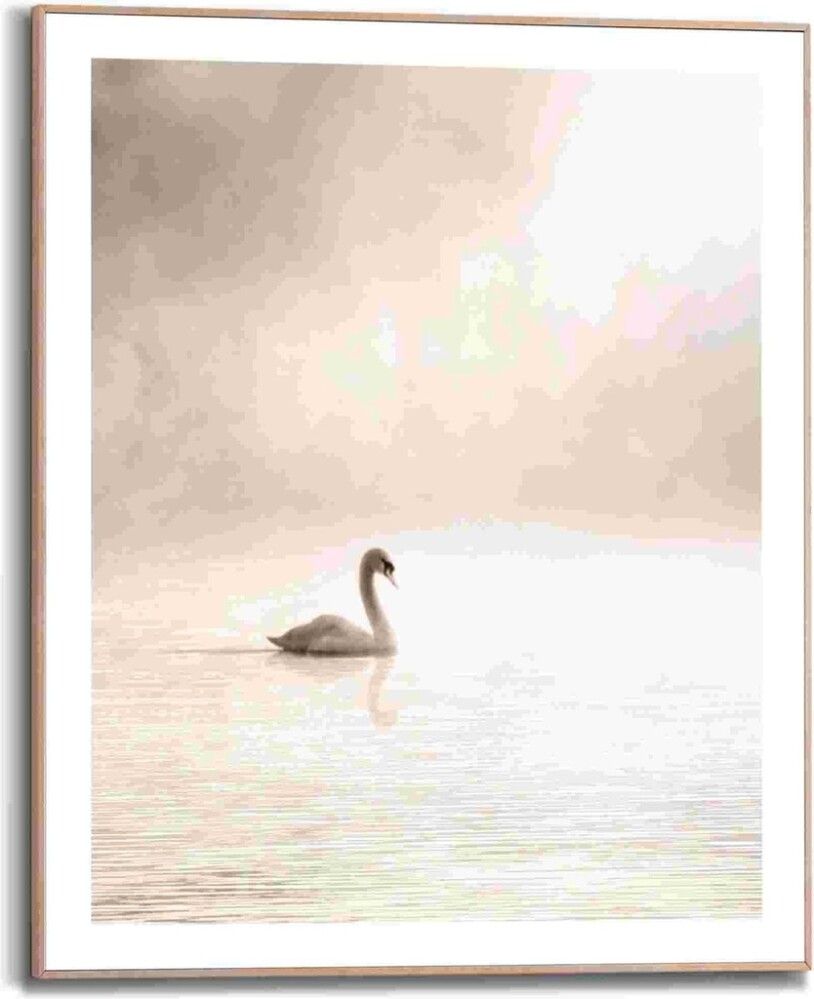 Sisustustaulu Reinders Misty Lake Swan 40 x 50 cm