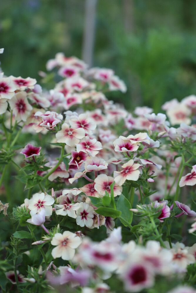 Kesäleimu Phlox drummondii Cherry Caramel