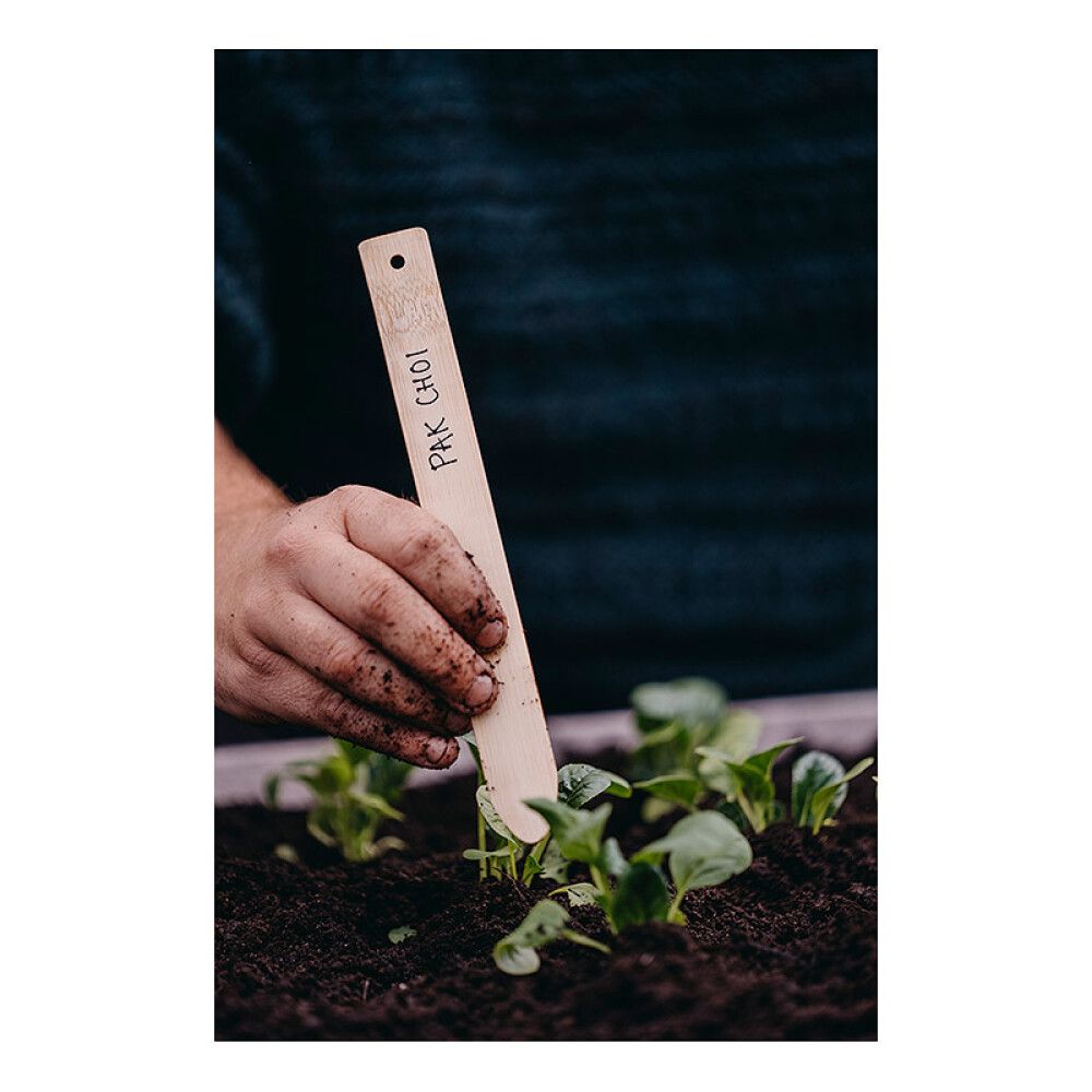 Pinaattikiinankaali Nelson Garden Summer Breeze