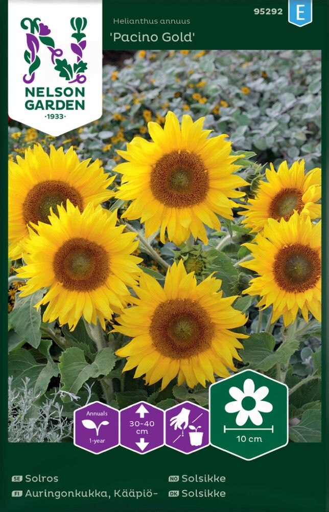 Kääpiöauringonkukka Nelson Garden Pacino Gold