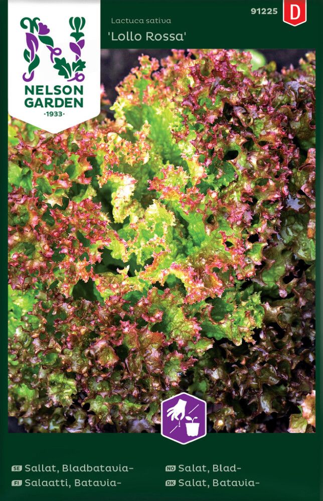 Bataviasalaatti Nelson Garden Lollo Rossa