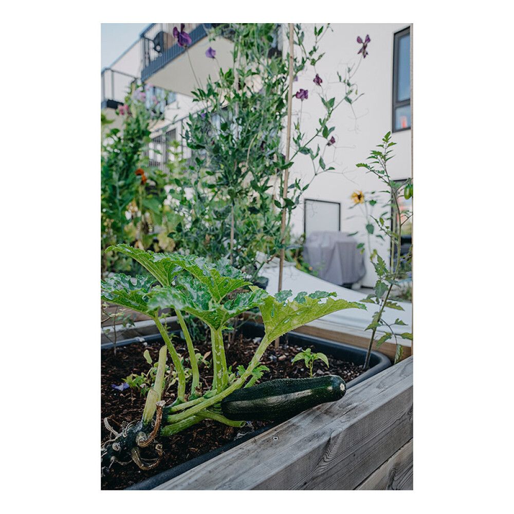 Kesäkurpitsa Nelson Garden Diamant