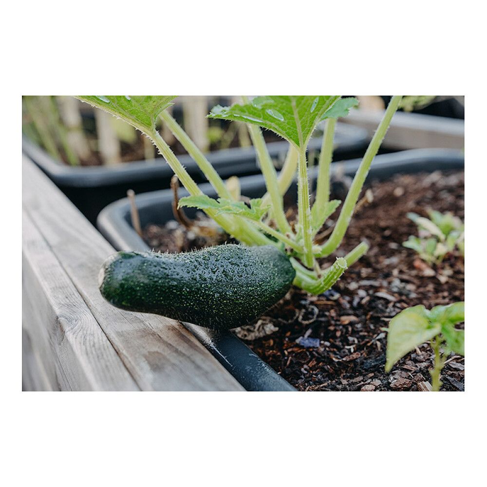 Kesäkurpitsa Nelson Garden Diamant