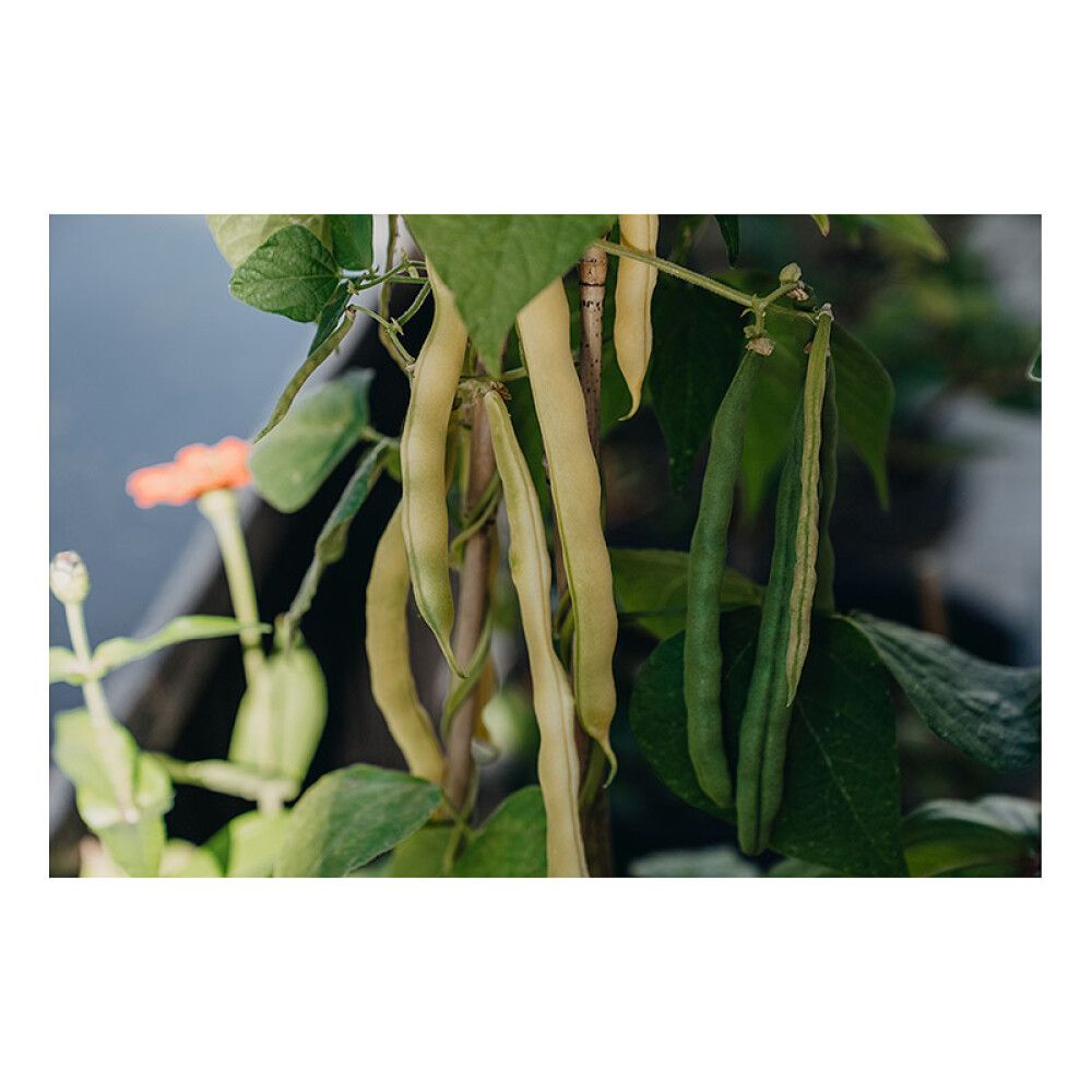 Vahapapu Nelson Garden Maxidor