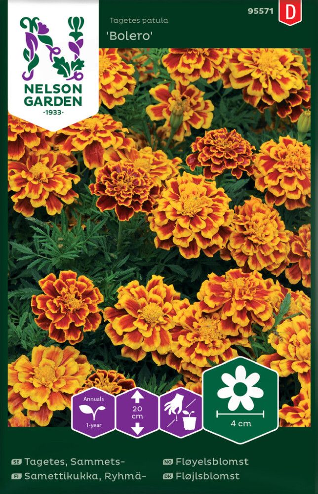 Ryhmäsamettikukka Nelson Garden Bolero