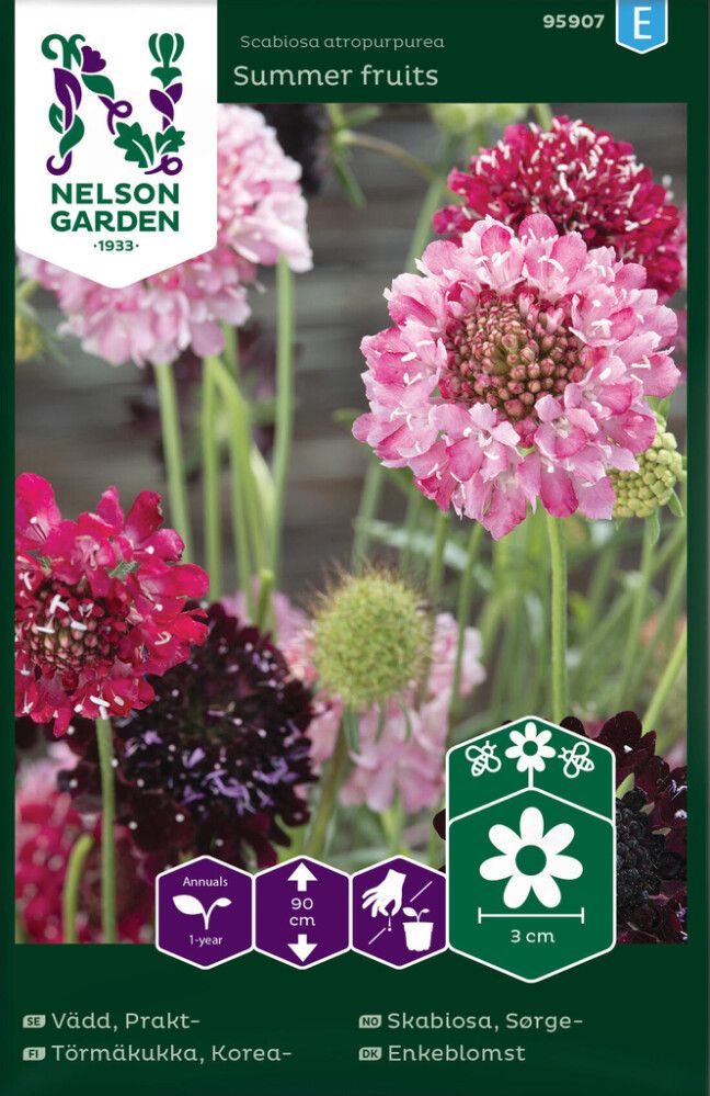 Koreatörmäkukka Nelson Garden Summer Fruits